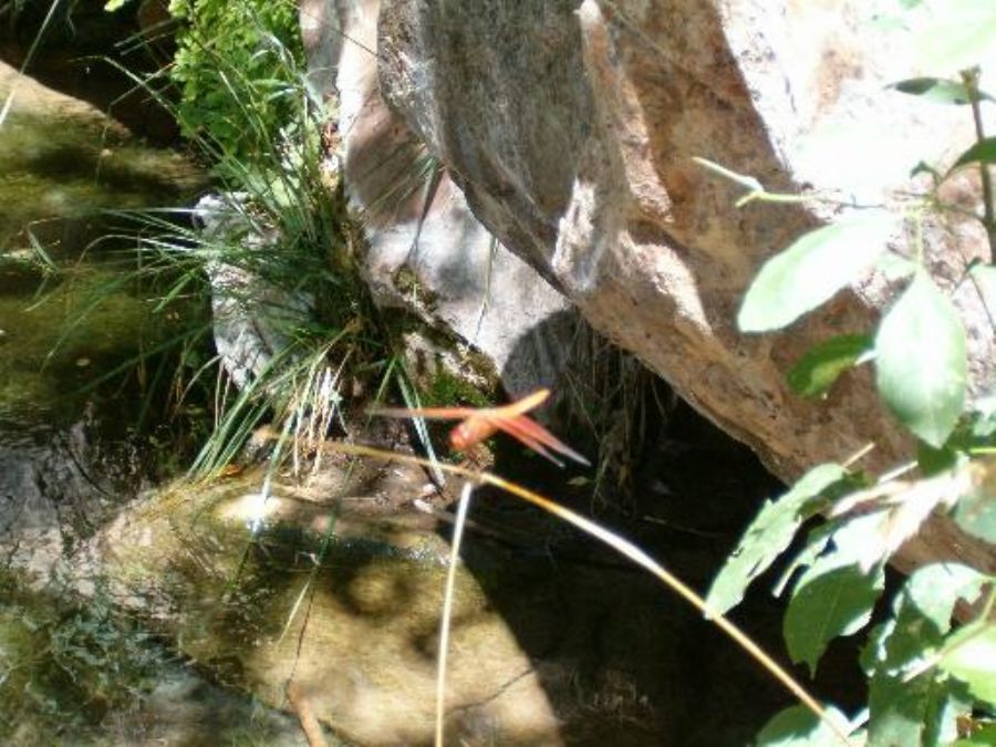 Some photos from Zion national park 