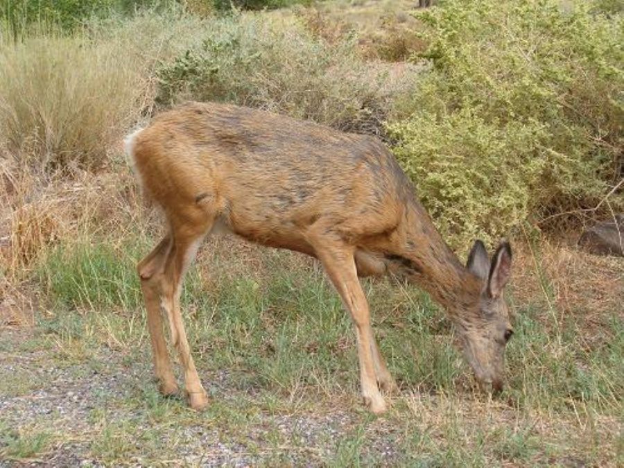 Capitol Reef national park 
