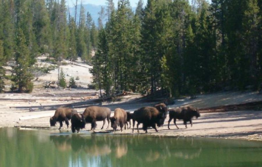 Some buffalo (Or Bisons) 