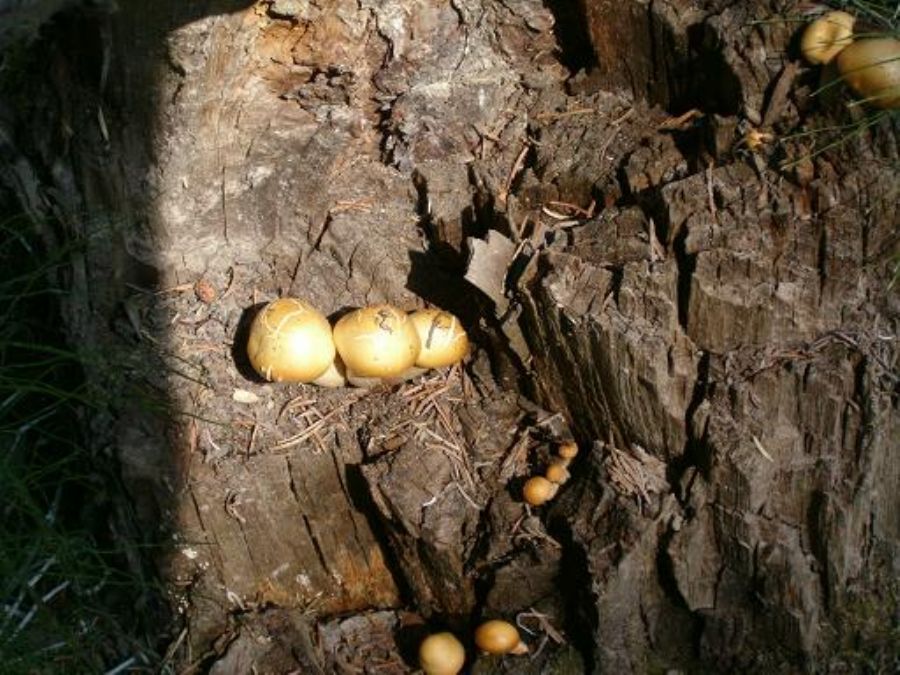 The Canadian Rockies