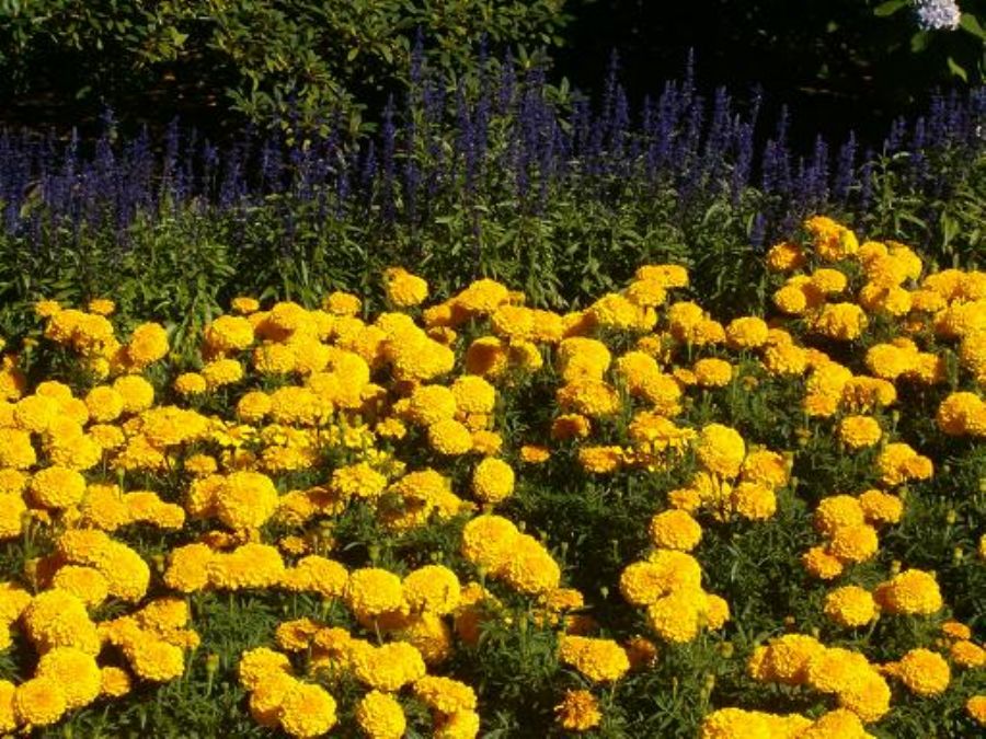The Butchart Gardens : 