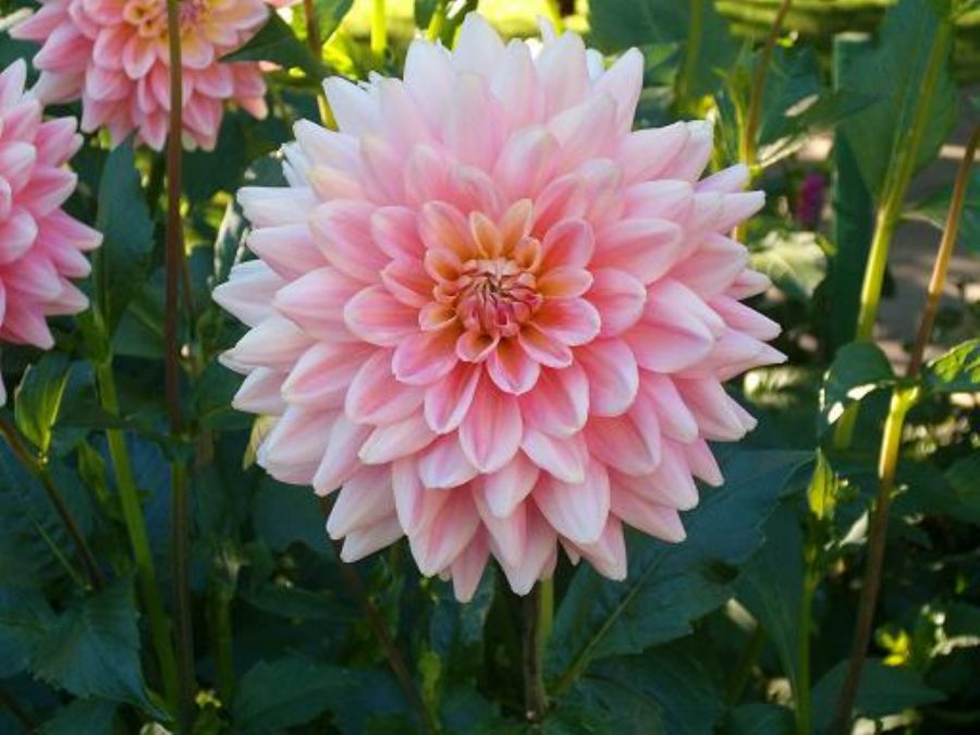 The Butchart Gardens 