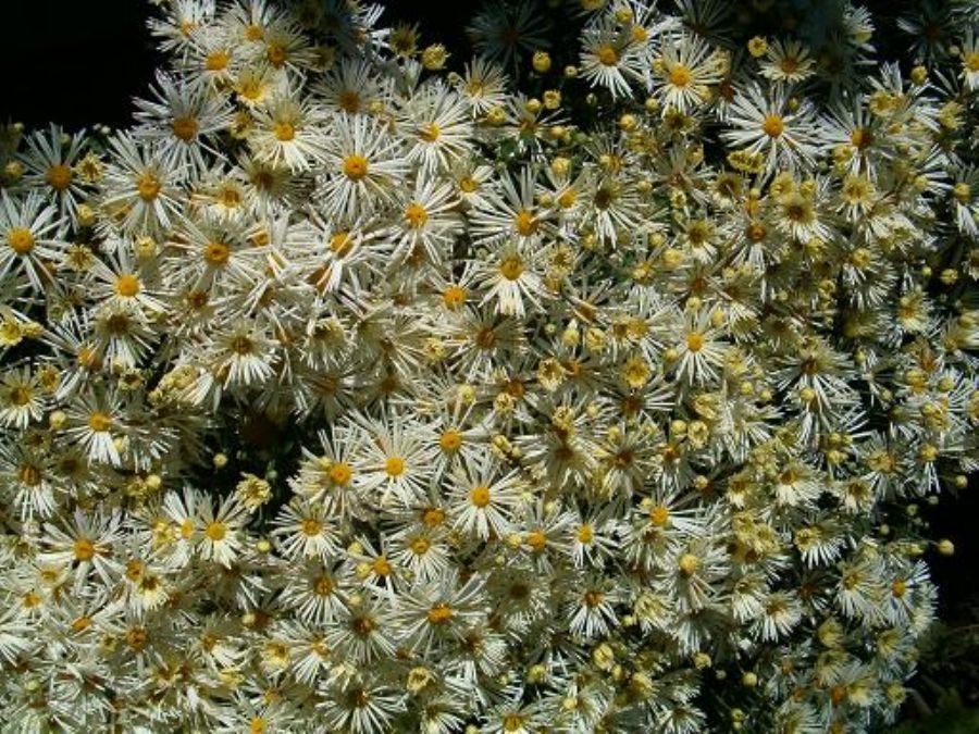 The Butchart Gardens 