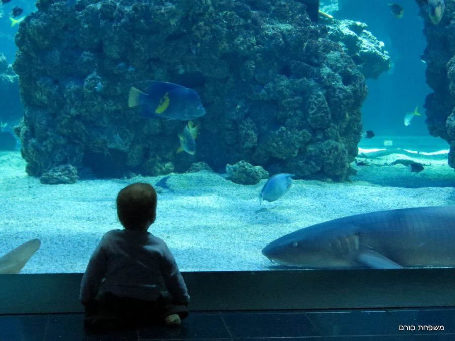 והכרישים מתאהבים בחזרה