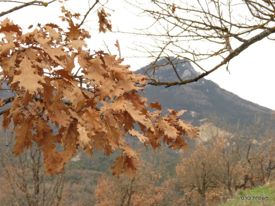 בדרך לנקיק ורדון