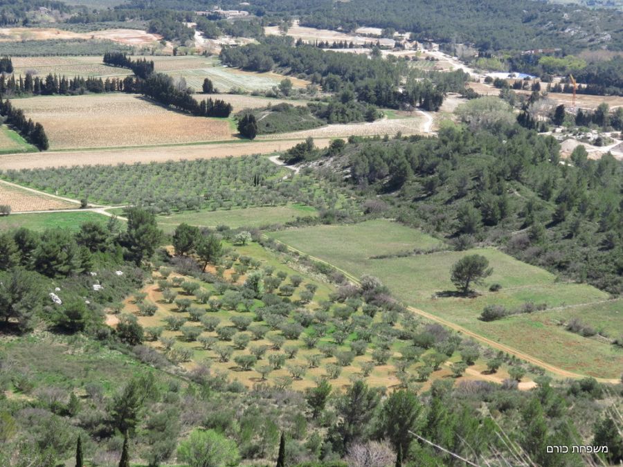 הנוף מהטירה - כרמי זיתים וענבים