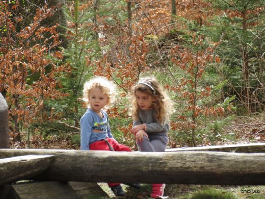 מרכז היער השחור