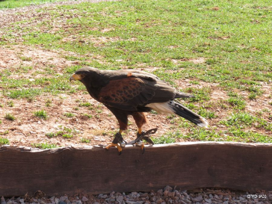 מופע הציפורים בפוגלפארק