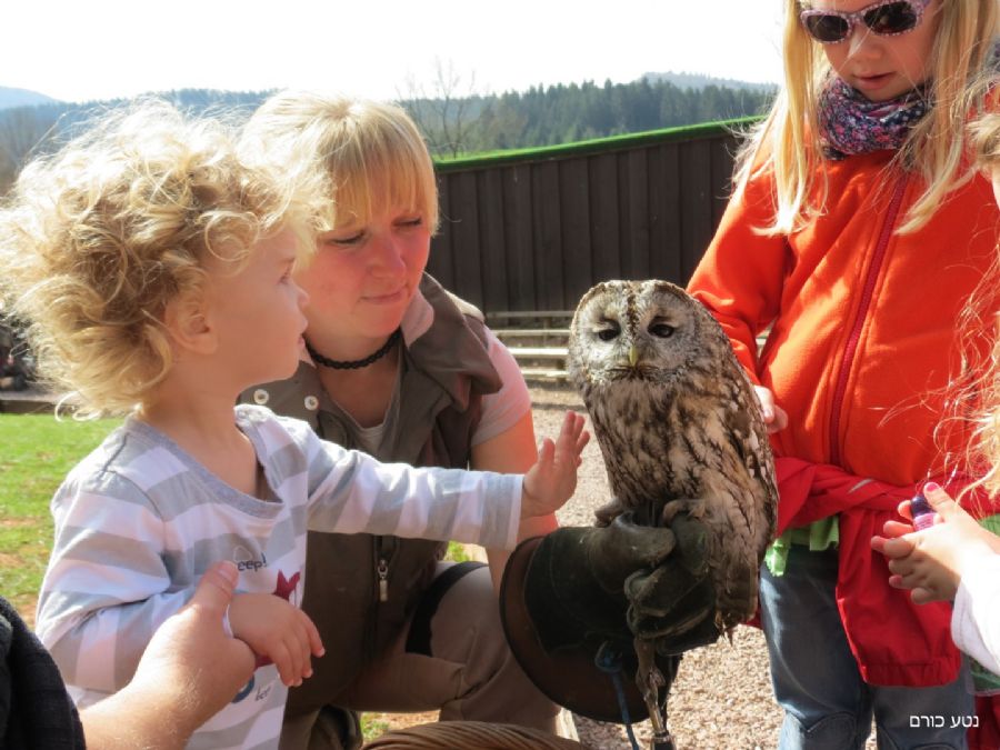 ליטוף של ינשוף 1