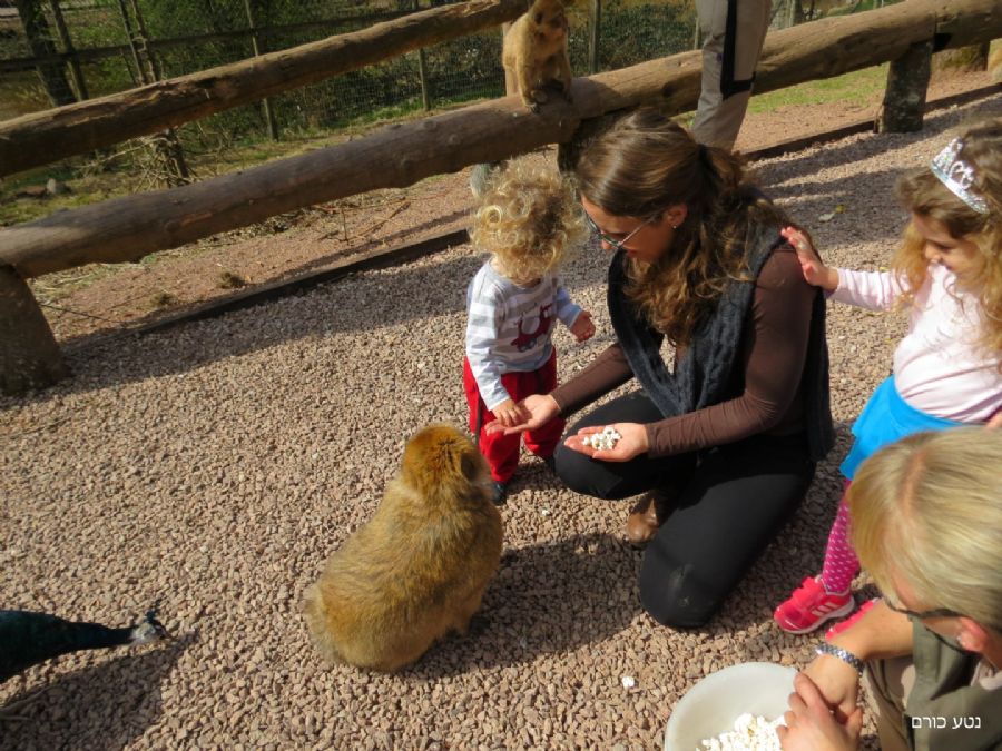 מאכילים קופים