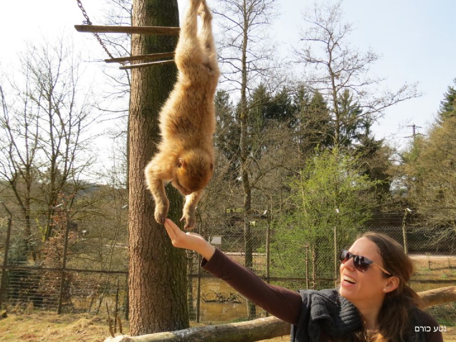 מאכילים קופים