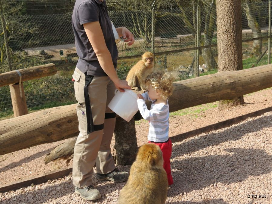 גם עופרי לא נשאר רעב..