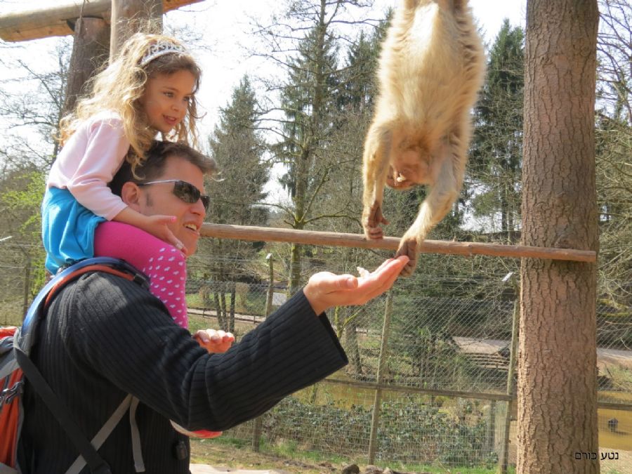 מאכילים קופים