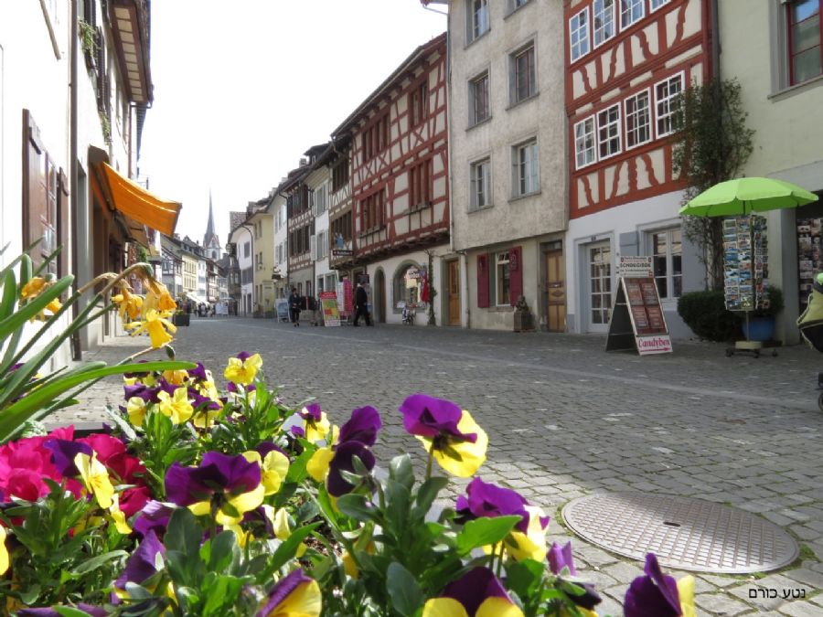 שטיין אם ריין