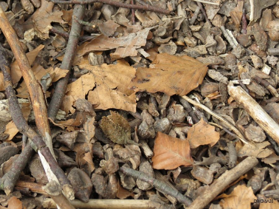 בשביל חתול הבר