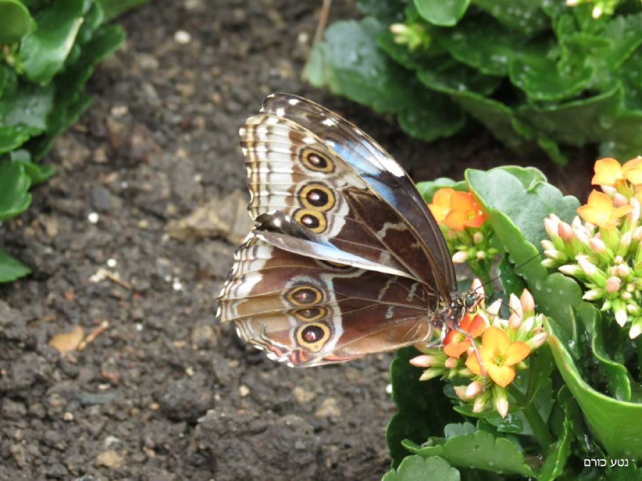 חוות הפרפרים שבהונאוויר