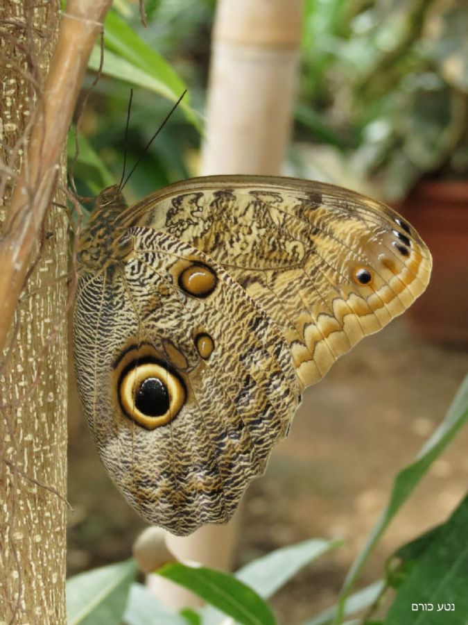 חוות הפרפרים שבהונאוויר