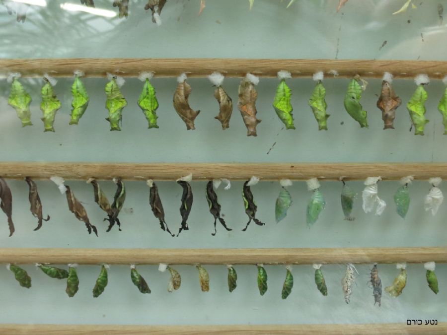 גלמי פרפרים