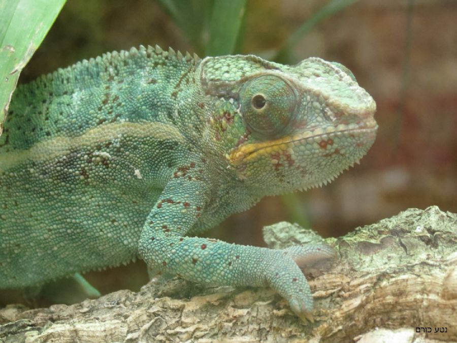 יש גם זיקיות...