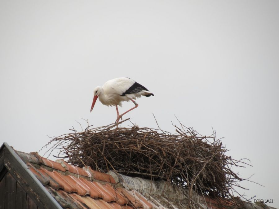 מאות קיני חסידה על גגות הבתים והעצים. די מדהים לראות
