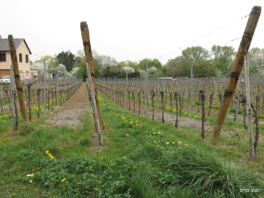 כרמים בחבל אלזאס