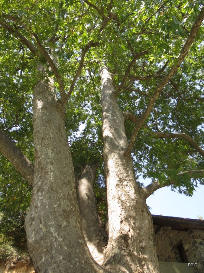 מנזר Trooditissa 