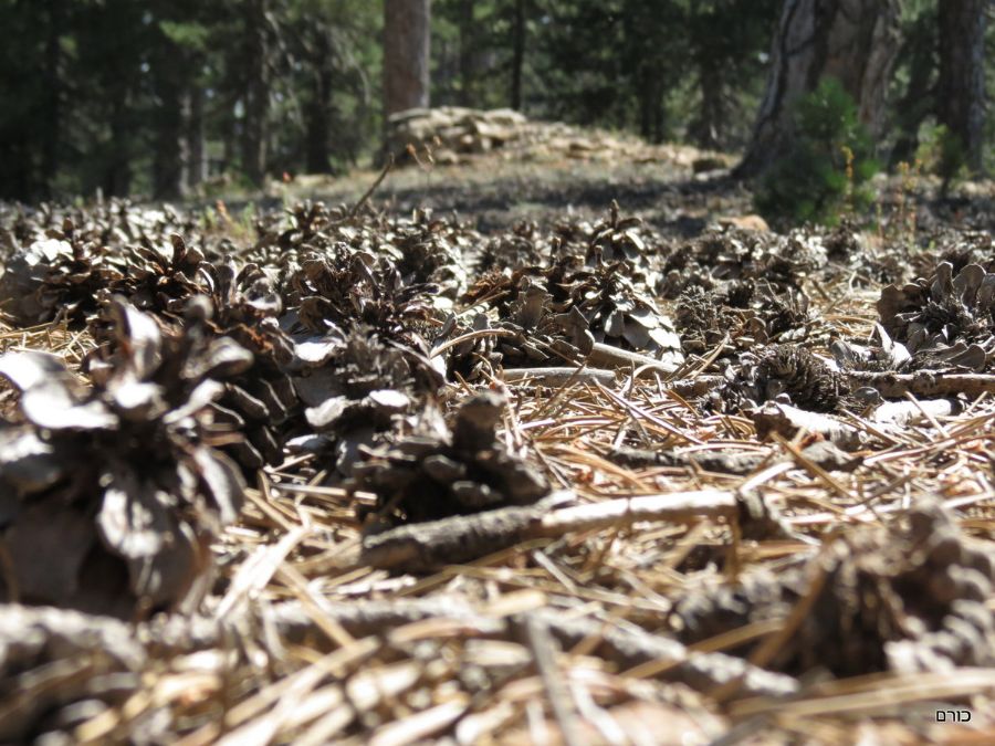 בטיול סביב האולימפוס