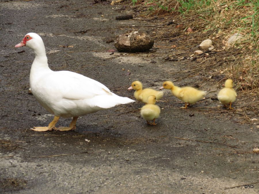 אמא אווזה בחוות מולז'