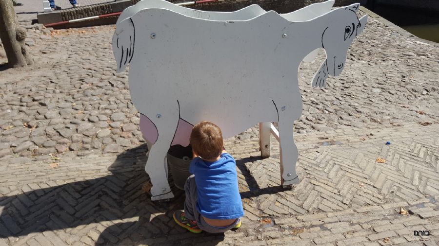 חליבת עיזים במוזיאון הפתוח