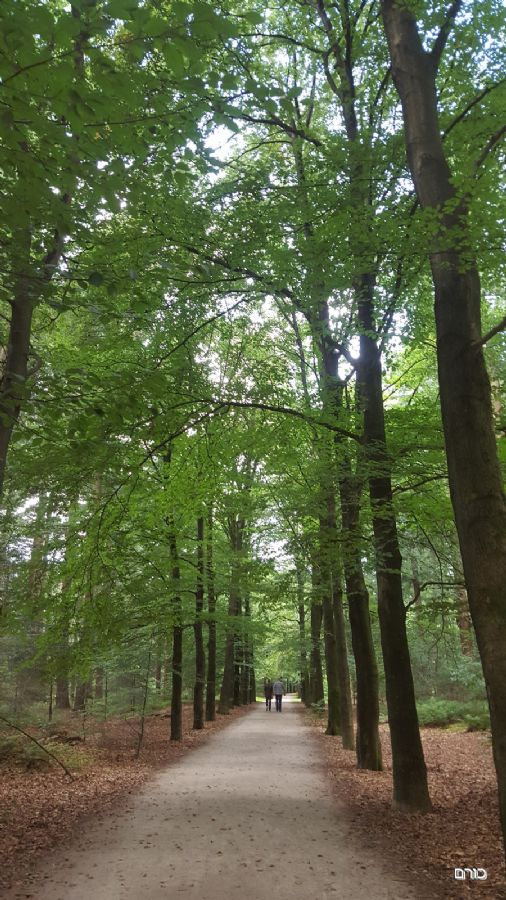 מוזיאון קרולר מולר