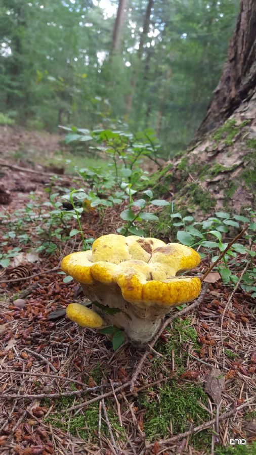 טבע במוזיאון קרולר מולר