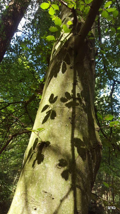 טבע במוזיאון קרולר מולר