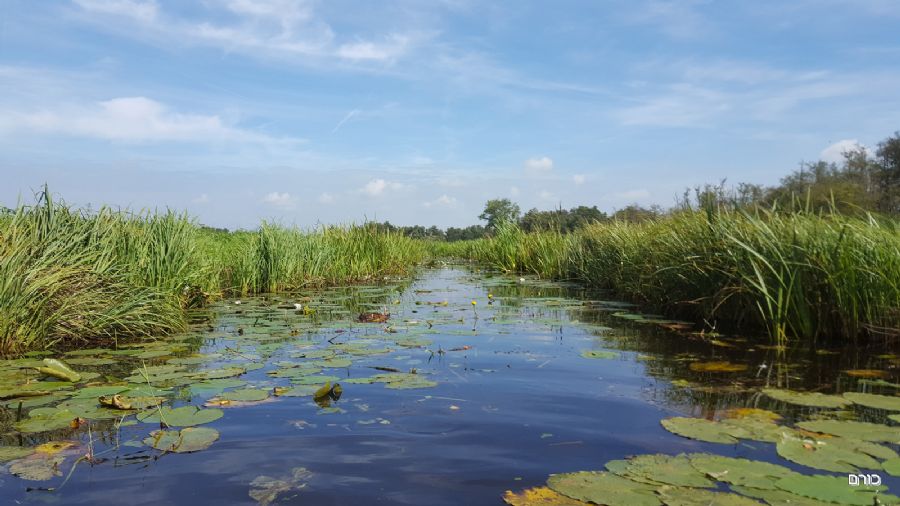 שיט תעלות בחיטהורן
