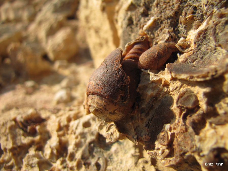 חלזונות מבורזלים