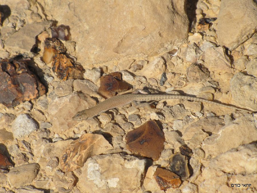 אנחנו לא לבד בשטח