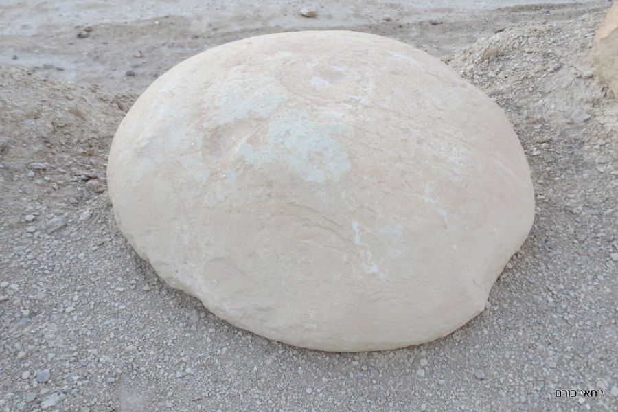 ביקור בשדה הבולבוסים אשר ליד הר צין