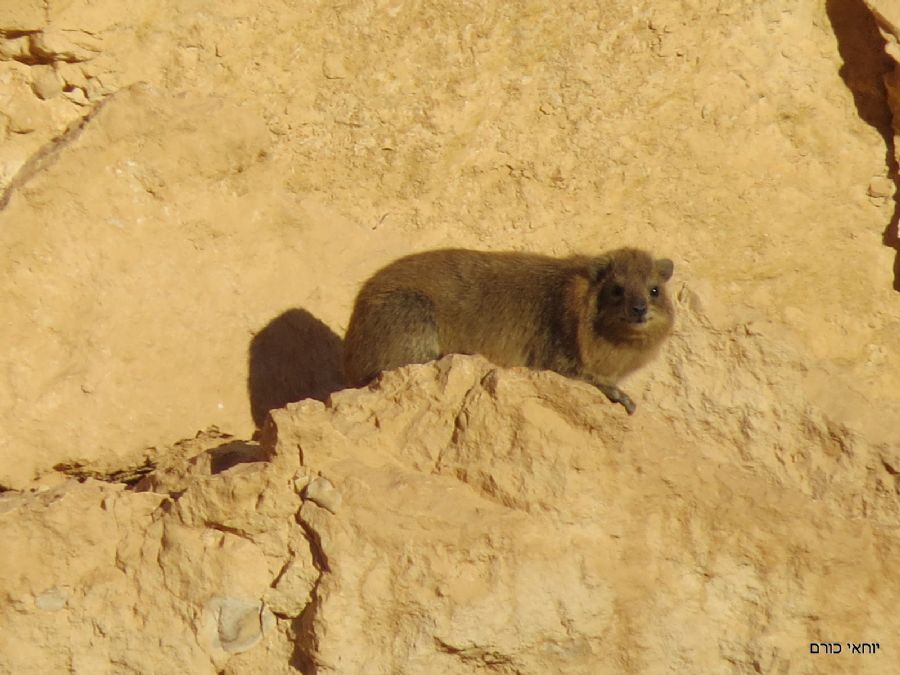 שפן סלע בשמירה