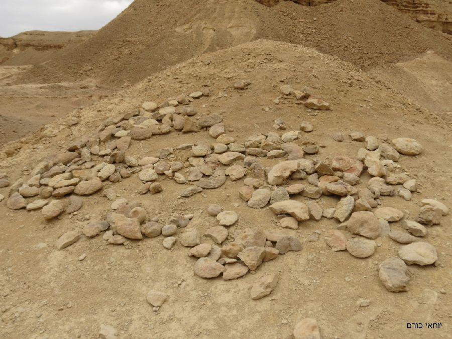 אוסף אמוניטים (מאובנים) במעלה מלחן