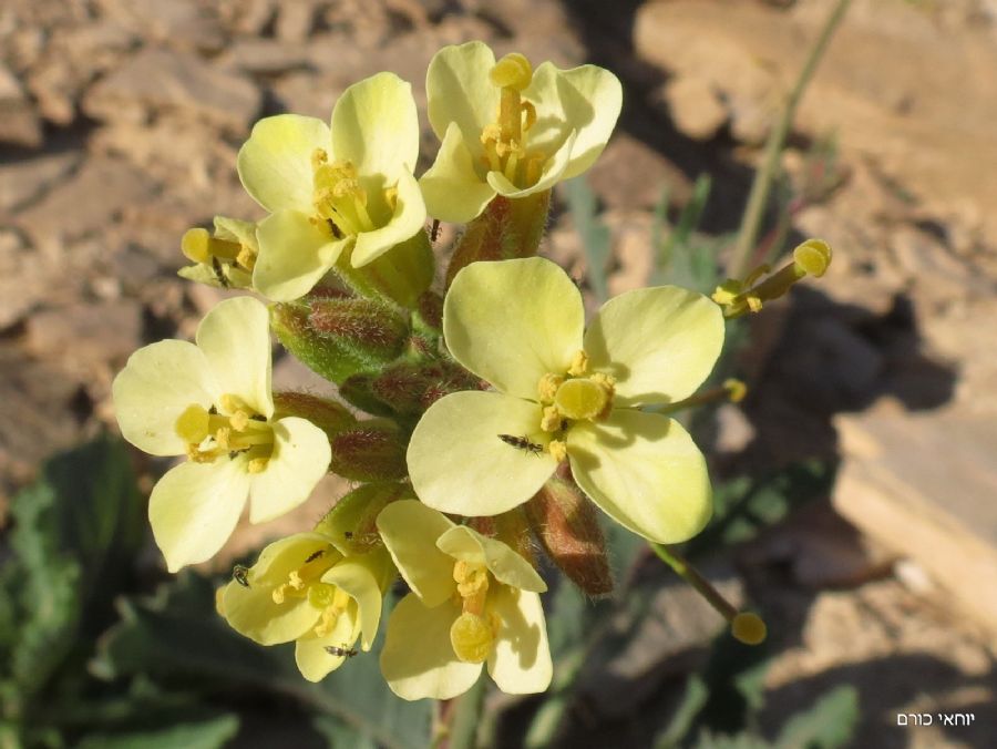 טוריים זיפניים
