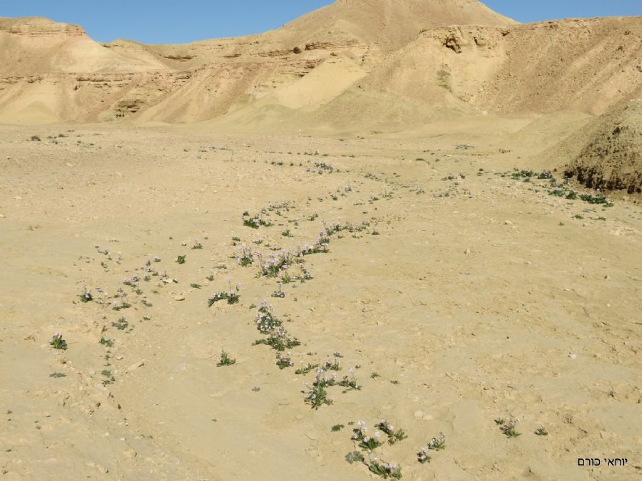 אפיק הנחל פורח, כחודש לאחר שטפון