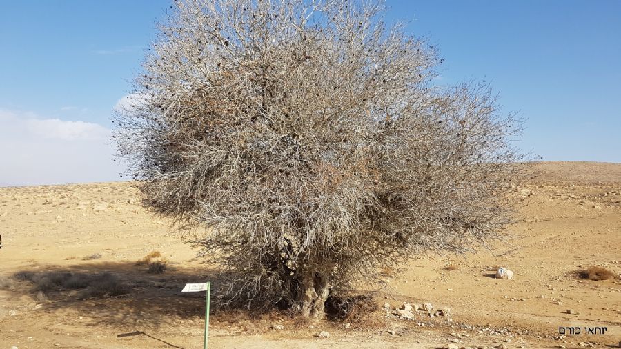 אלה עתיקה פורחת