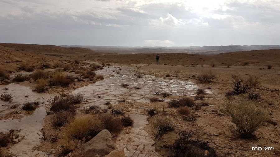 הנגב לאחר גשם