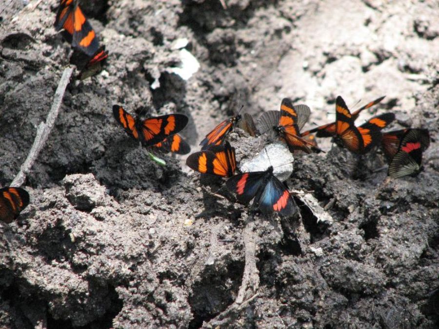 Butterflies all over