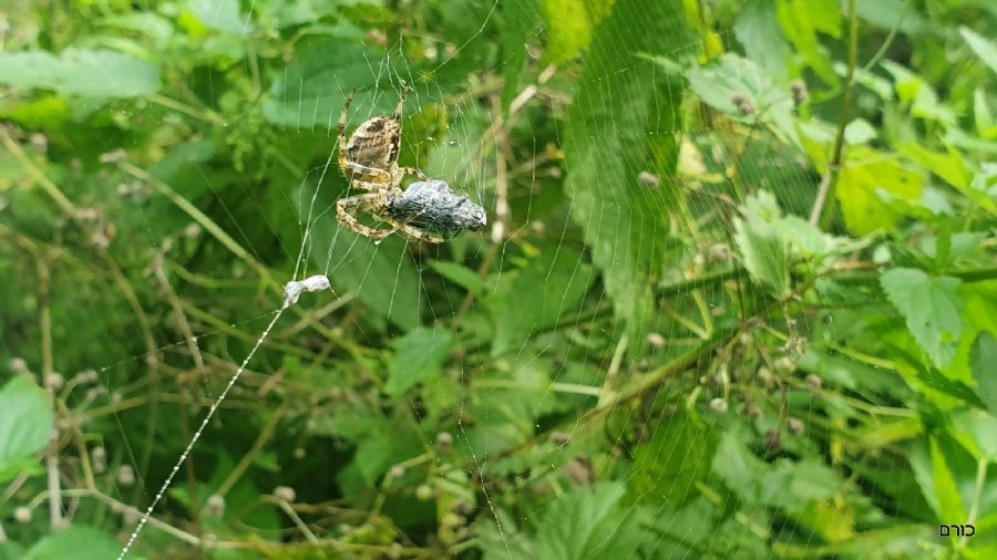 הטיול ב-Kvačianska Dolina