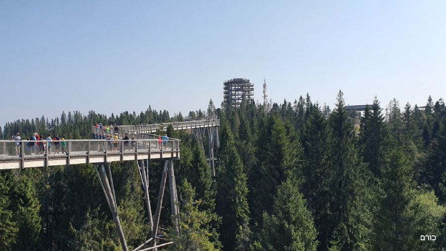 שביל צמרות העצים - פסגת באחלדקה