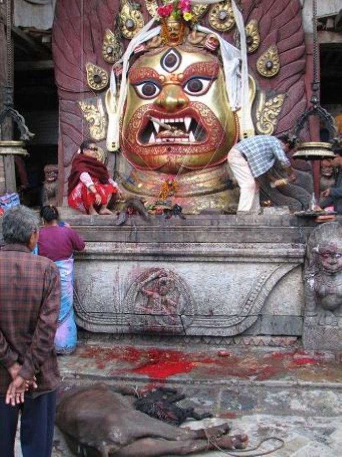 Scarifying gout and Buffalo to one of the goods 