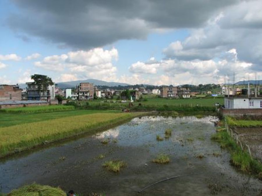 Rice fields on the way to Budhanat 