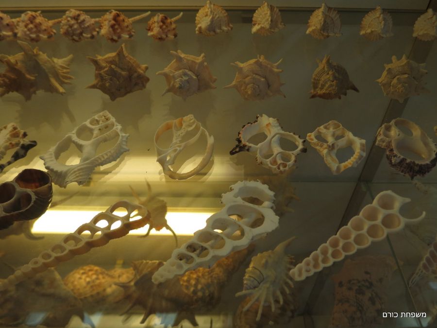 במוזיאון הימי בחאניה