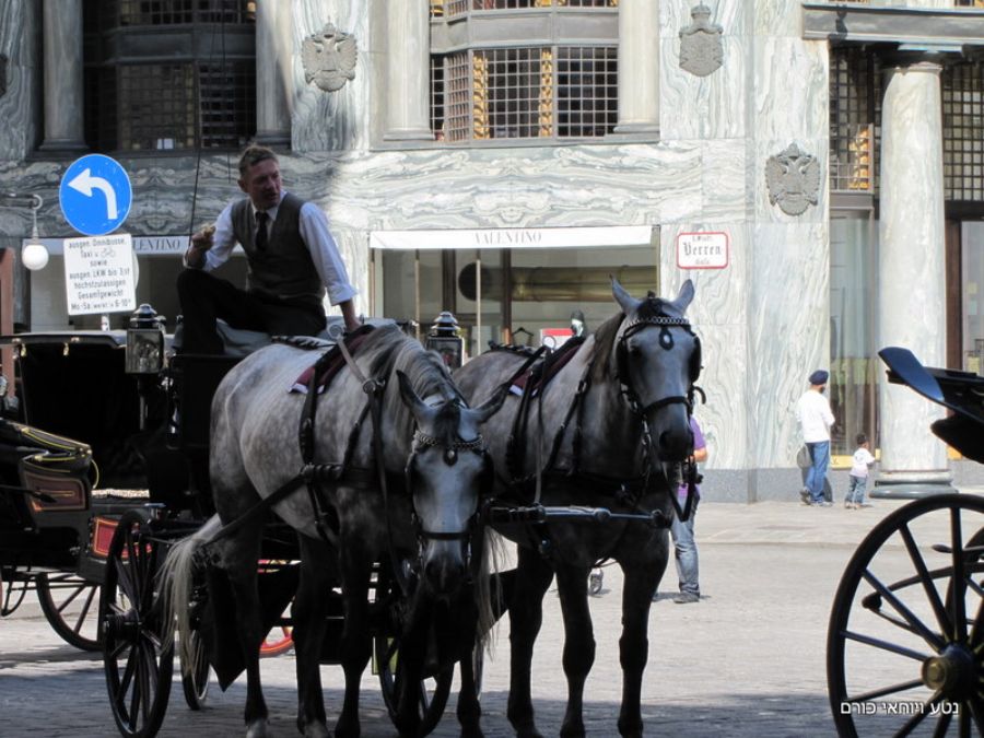 סוסים וכרכרות בוינה