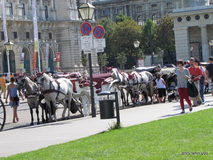 סוסים וכרכרות בוינה